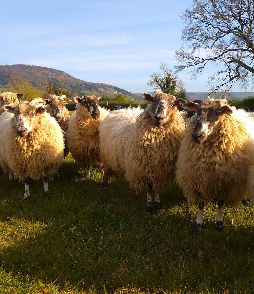 BorderSoftware's tweet image. Weathers been ☀️☀️all the way this year 
So Body Condition Scoring is more important than ever
An optimum BCS of 3.5 at the start of the breeding season is ideal✅ 
 All BCS and tupping info can be recorded and analysed using  #FarmIT3000 from #Bordersoftware 
try before U buy😃