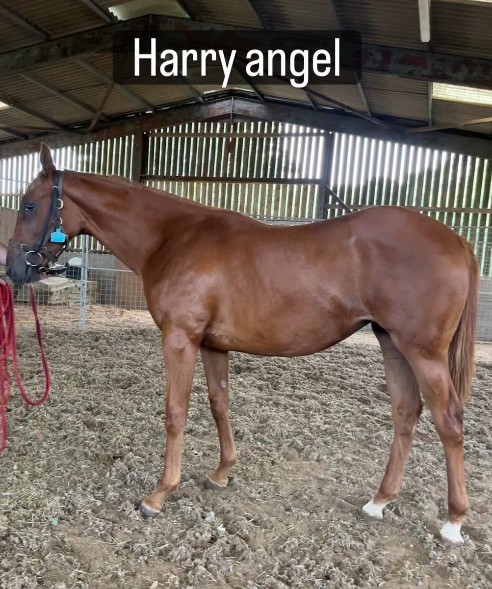 Charlock Stud-Graham&Carla (@charlockstud) on Twitter photo Our <a href="/Tattersalls1766/">Tattersalls</a> somerville yearlings are shaping up nicely, the harry angel filly a personal fave…..hopefully both find lovely new yards in a couple of weeks but both have been set up to do the job and will be a pleasure to have in any yard! Our <a href="/Tattersalls1766/">Tattersalls</a> somerville yearlings are shaping up nicely, the harry angel filly a personal fave…..hopefully both find lovely new yards in a couple of weeks but both have been set up to do the job and will be a pleasure to have in any yard!