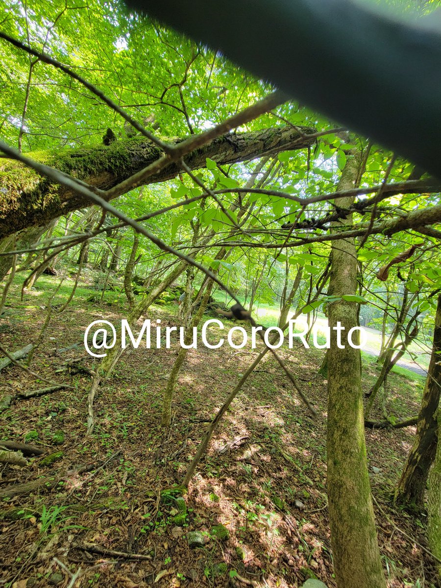 前回残してきたオニハエヤドリタケは未熟のまま…ストローマは一応伸びていたので今後を期待するしか…
Corの上です、うまく写らない…