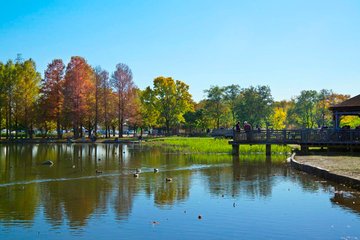 The post features three images of Tokyo parks, ranked by size, as highlighted in the text from じゃらん〈公式〉 (@jalannet). The first image shows a serene pathway in Mizumoto Park, lined with tall, lush green trees and a few people walking, with a lamppost adding a quaint touch, reflecting its 96.3 hectares and facilities like BBQ areas and a dog run. The second image depicts Kasai Rinkai Park’s large, colorful Ferris wheel by a calm lake with a bridge, showcasing its 81.6 hectares and amenities like BBQ spots and restaurants. The third image captures Toneri Park’s tranquil lake surrounded by autumn trees and a wooden bridge with people, reflecting its 65 hectares and features like splash pools and sports fields. No platform watermarks are visible, and the images are clear, well-lit, and focused, emphasizing Tokyo’s natural recreational spaces.