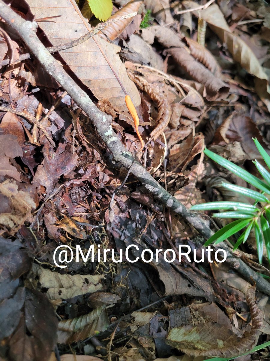 結実部がデカ過ぎる…