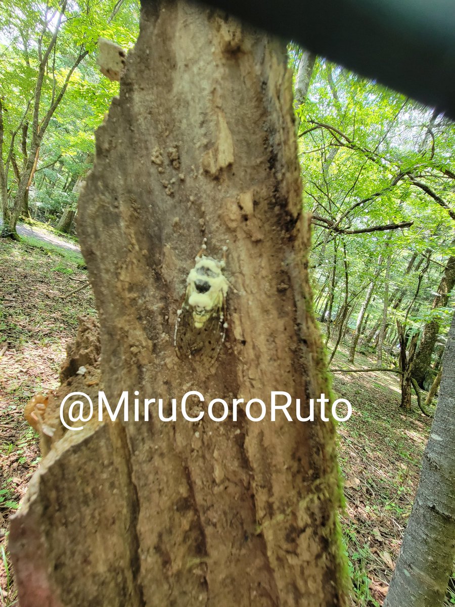 セミ生カビ
近くに脱け殻があるのですが羽化直後にやられたのでしょうか