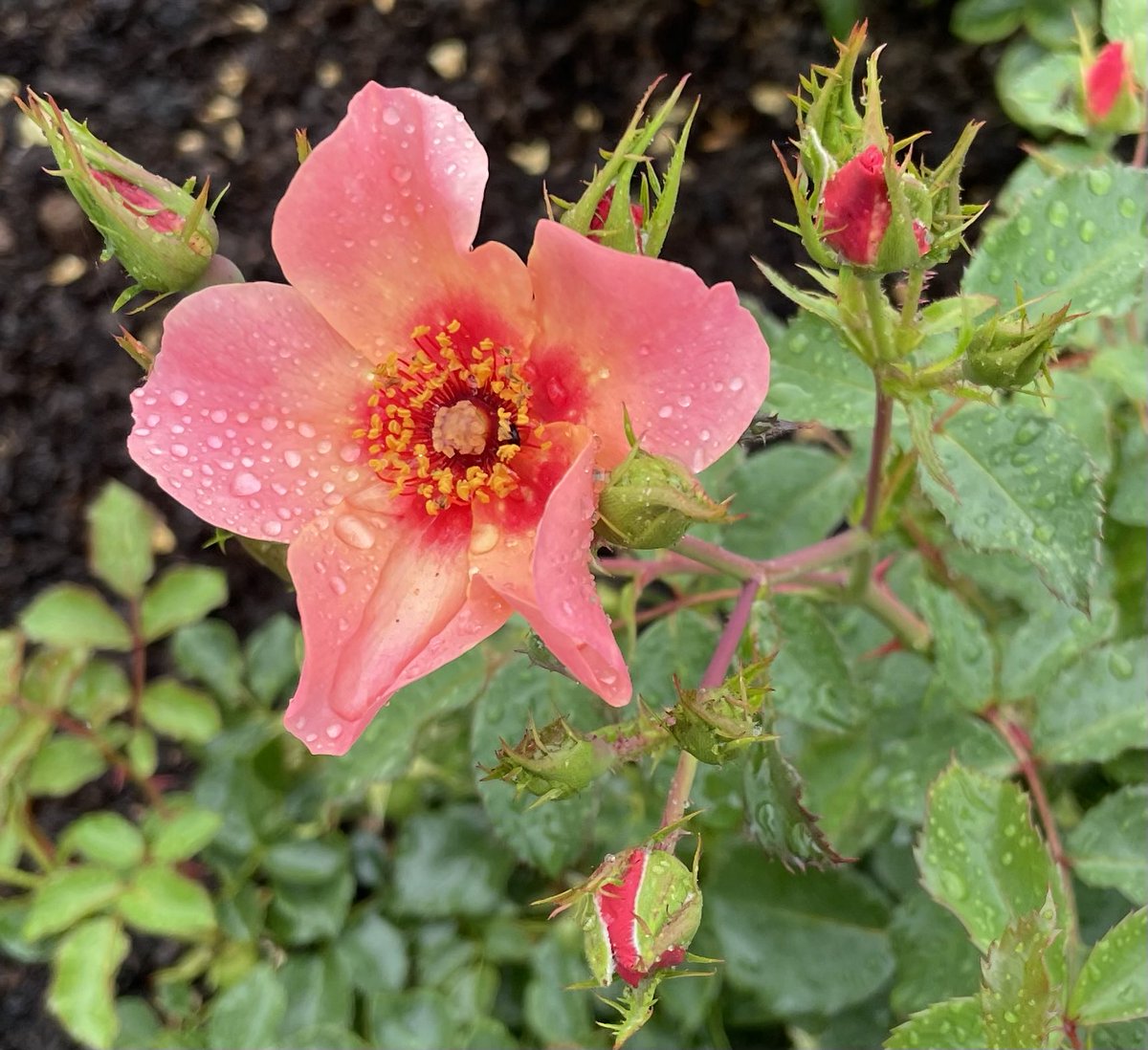‘For Your Eyes Only’ Persica hybrid, a former Rose of the Year, bred by Chris Warner. 
Cloudy grey skies, breezy, humid… August is running out of steam. Have a good day everyone, take care.
#RoseWednesday