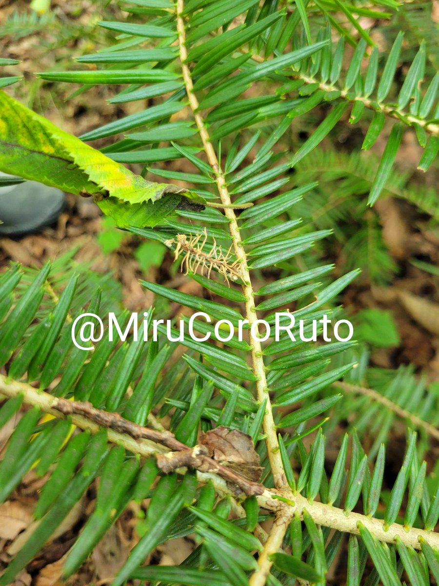 足元に何とシャクトリムシハリセンボンがありました！嬉しい想定外…