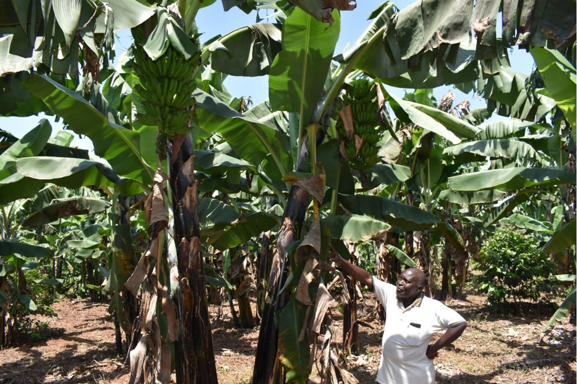 Kisimbira is a man dedicated to his land and his passion as a commercial banana grower in Buwaga Parish, Rweru Village. 

Today, he is beaming with pride as he expounds on his future ambition to install solar-powered irrigation systems on all his farms. Here's his story: