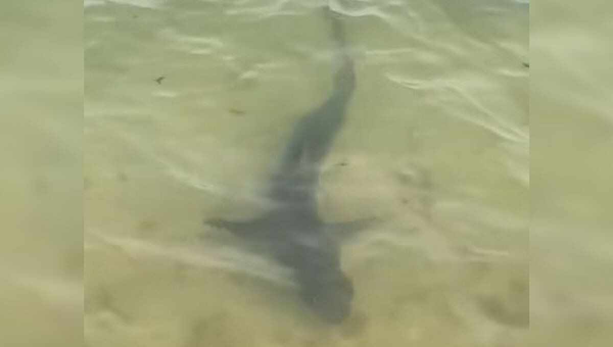 Une quinzaine de requins-hâ créent l'émotion sur les plages du nord de l'île de Ré
➡️ l.ici.fr/KTz