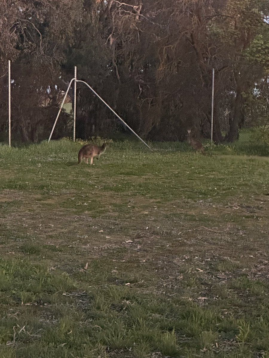 Couple of Roos trying go have a hit tennis
