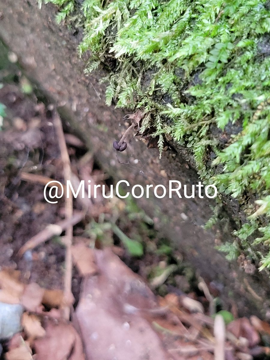 石のアリタケは成熟始まりました
相変わらず個体数多い…