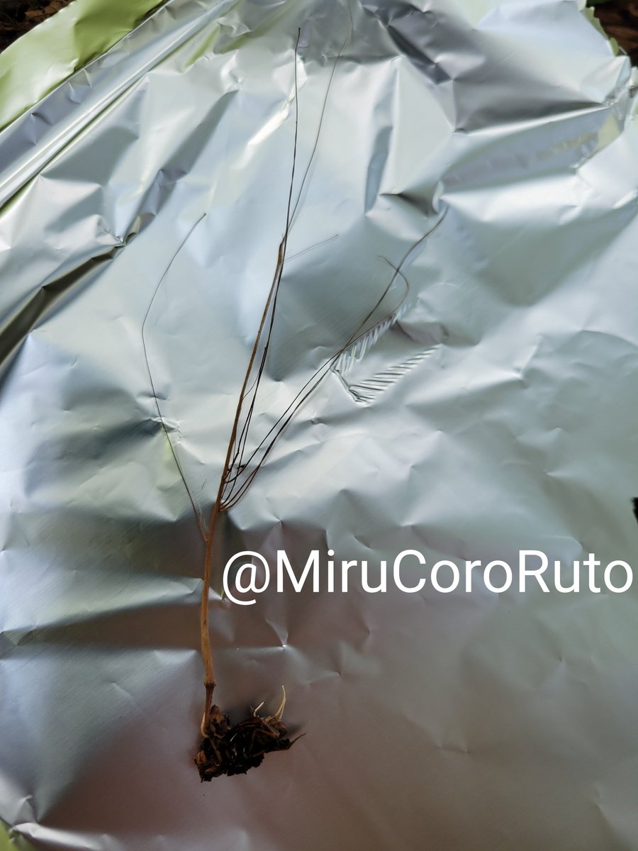 大きくて分岐が多いツキヌキハチタケ、植物に見えましたが根本にはハチがいました