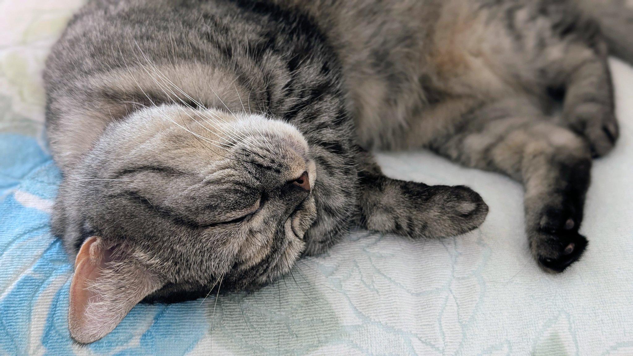 ねこさん⚡(ΦωΦ) on X: 