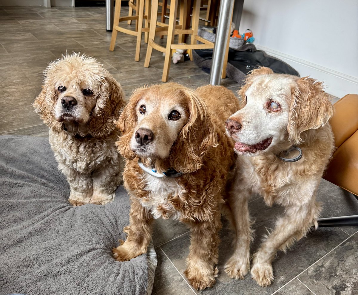 SpanielsSuper's tweet photo. @HGrafdad @285tb Sadly Teddy fluency in Spanish won’t help you here
Ask mum to teach you paw signals- Isky & Bat are good with those
But of course there’s room for a gorgeous boy like you
#WhenDoYouArrive https://t.co/MLuqdubpaf