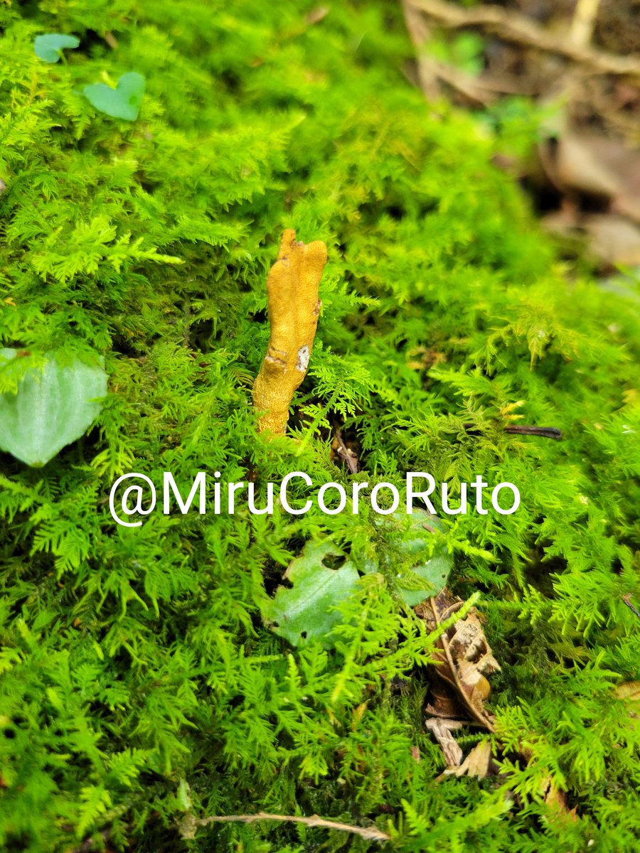 最後に自力発見は数年振りとなるテッポウムシタケ！以前発生した立ち枯れの根本から
虫食いがすごいので胞子は出なさそうですが…