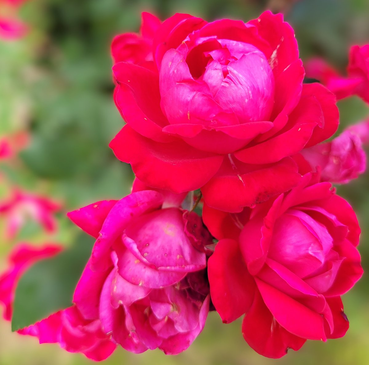 Happy Hump day☕️☕️
#mygarden #RoseWednesday #FlowersOnX #GardeningX 🌹🌹