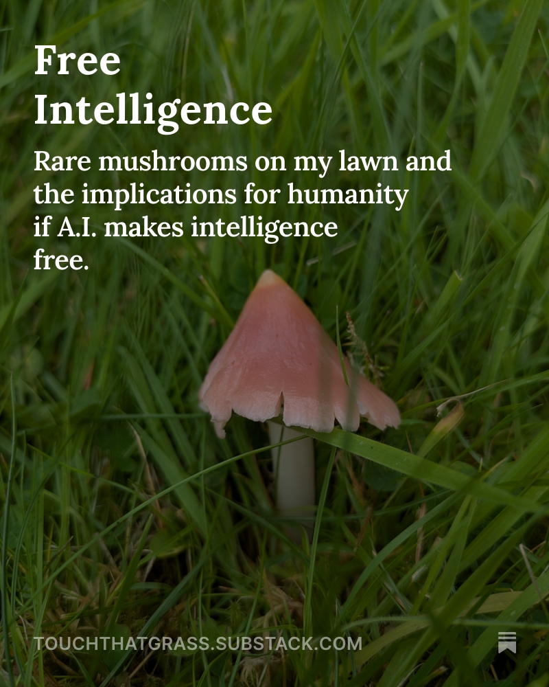 ChipsDunne's tweet photo. My latest on the idea and implications of A.I. unleashing “free intelligence” on the world.

Also, a dead tree and relatively rare mushrooms on my lawn: https://t.co/le3jBMnDTt https://t.co/ZcW6JW9nbV