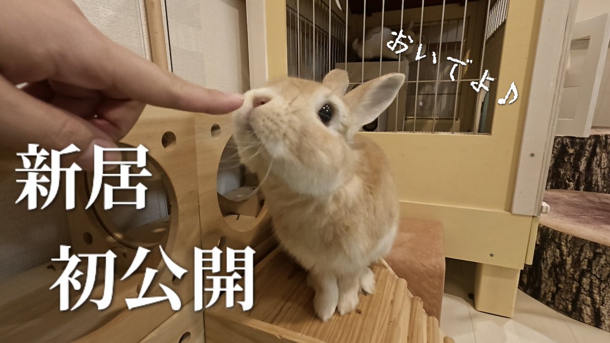 皆さんお久しぶりです！🐰
うるちゃんの新居をやっと動画にまとめられました🏠

最新のお掃除ルーティンや実際に使っている物も公開しています！

よかったら見に来てね〜！🐰
#うさぎのいる暮らし #rabbit

youtu.be/Za8PRHMIE4Q?si…
