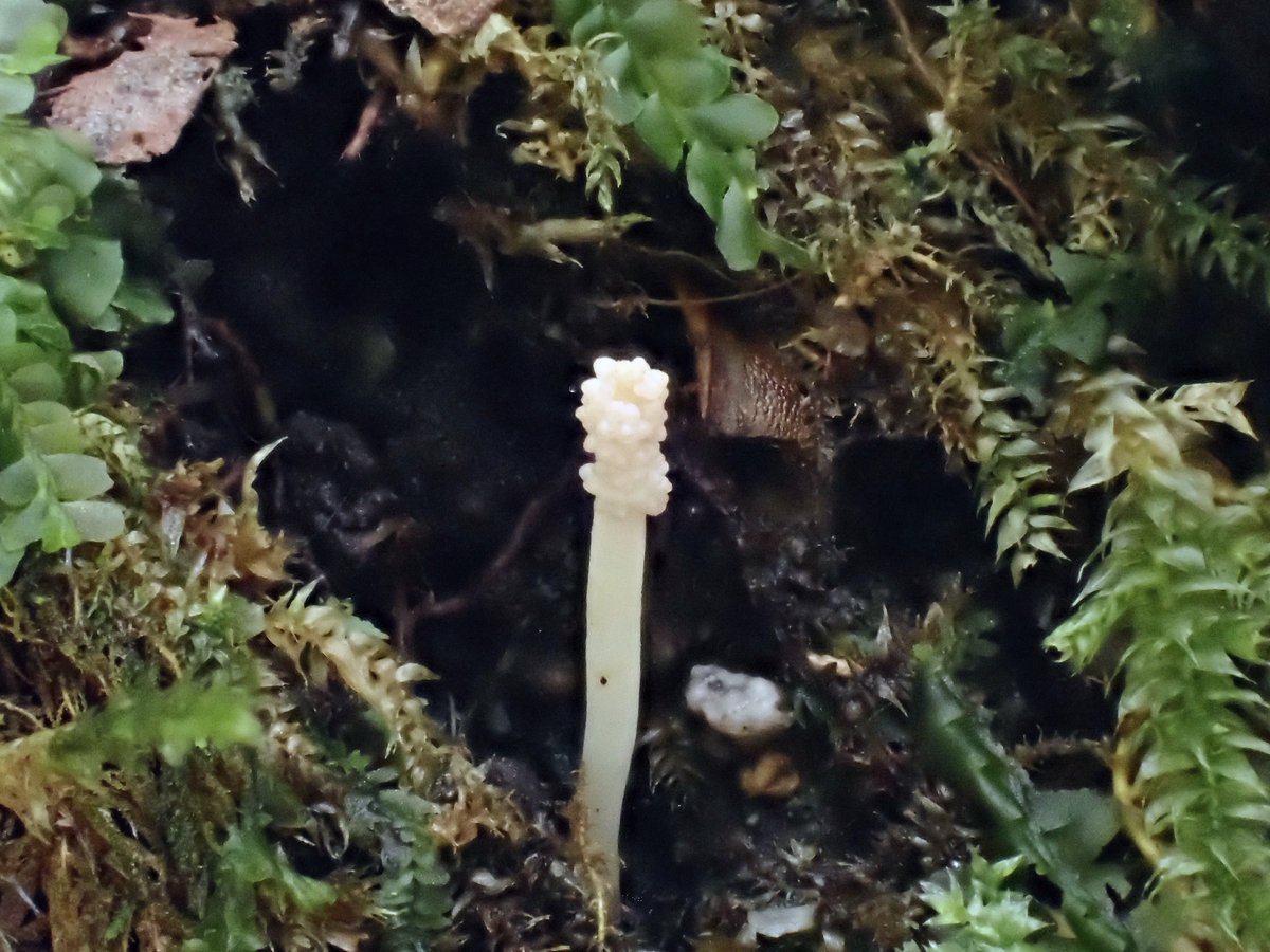 ウスイロヒメフトバリタケを見つけたかもしれない！
いや名前すら知らなかったよ