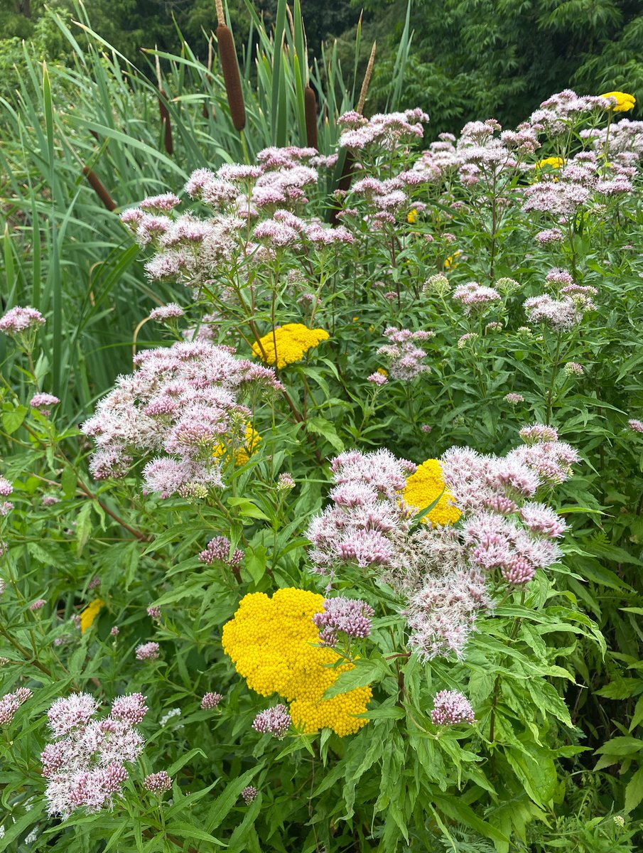 Pretty floral colour near our pond.