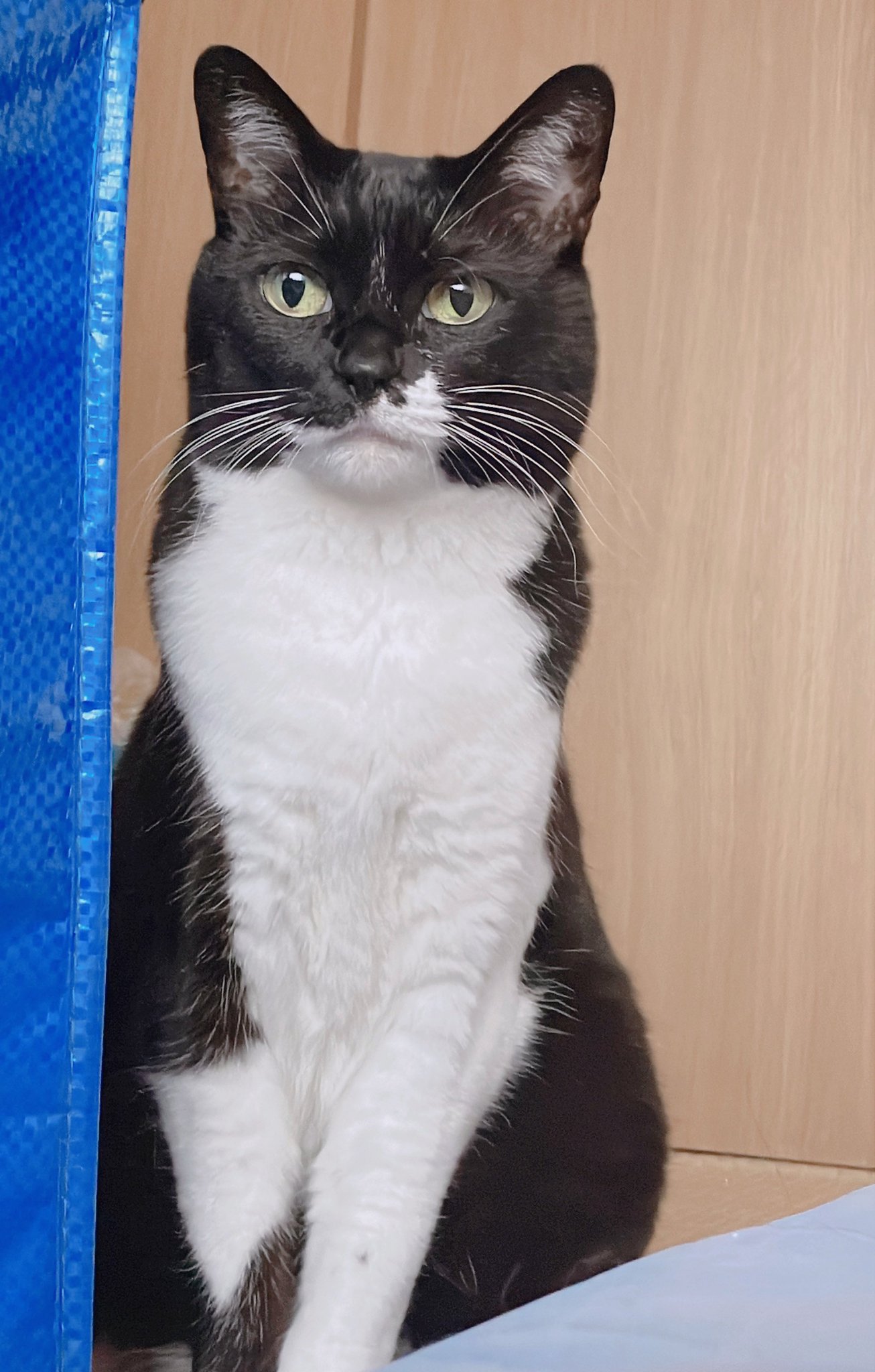 ねこ ねこ on X: 
