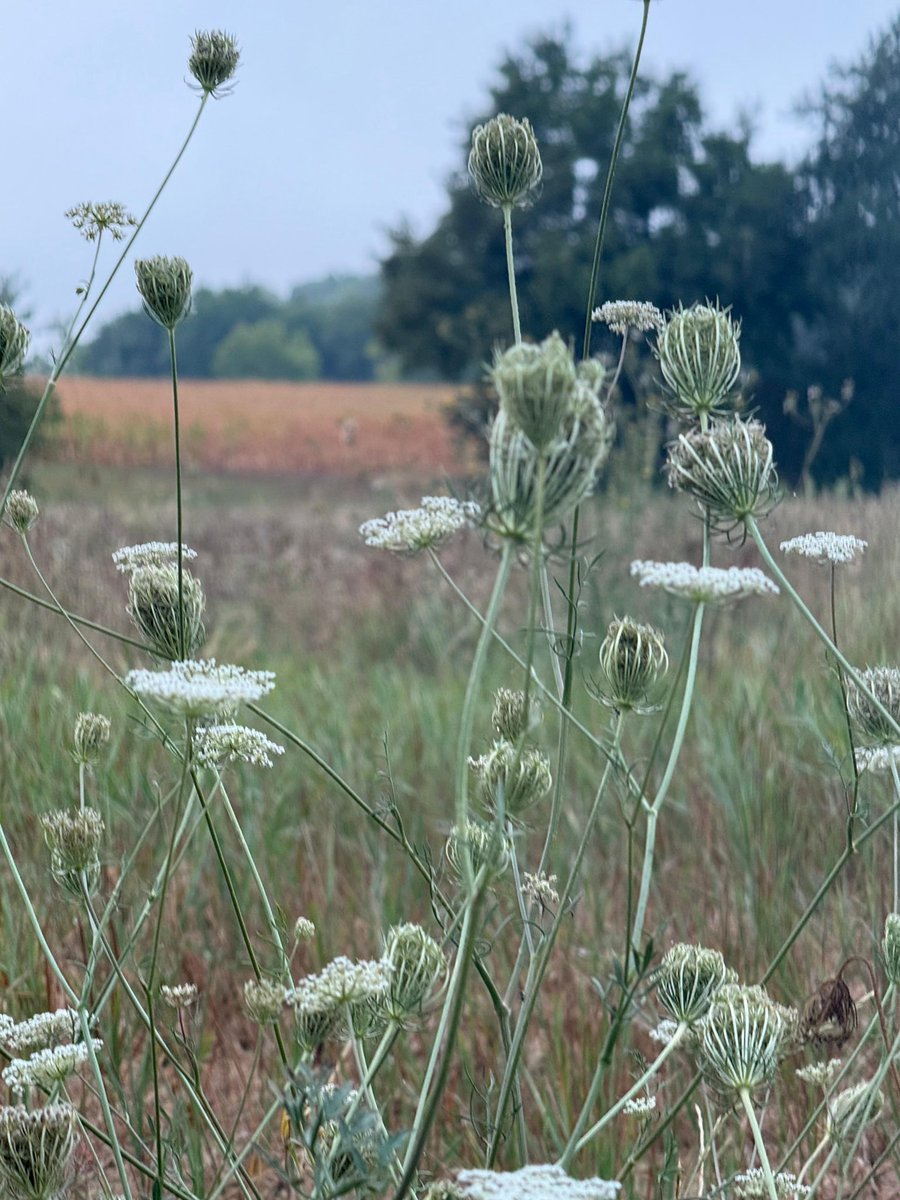 Early Walk 🤍🤍🤍