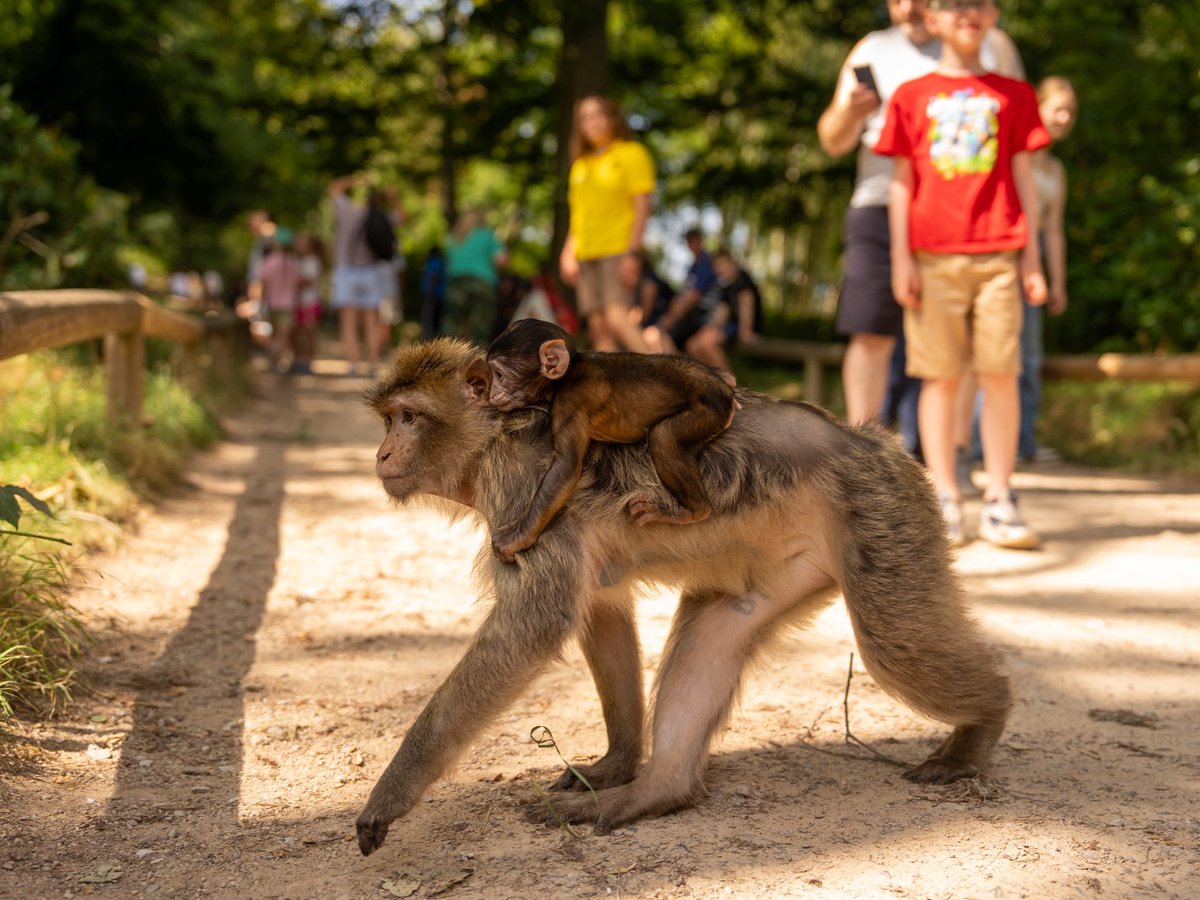 Trentham Monkey Forest tweet media