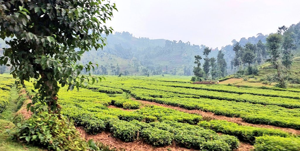 Dr. Ron Adam tweet media