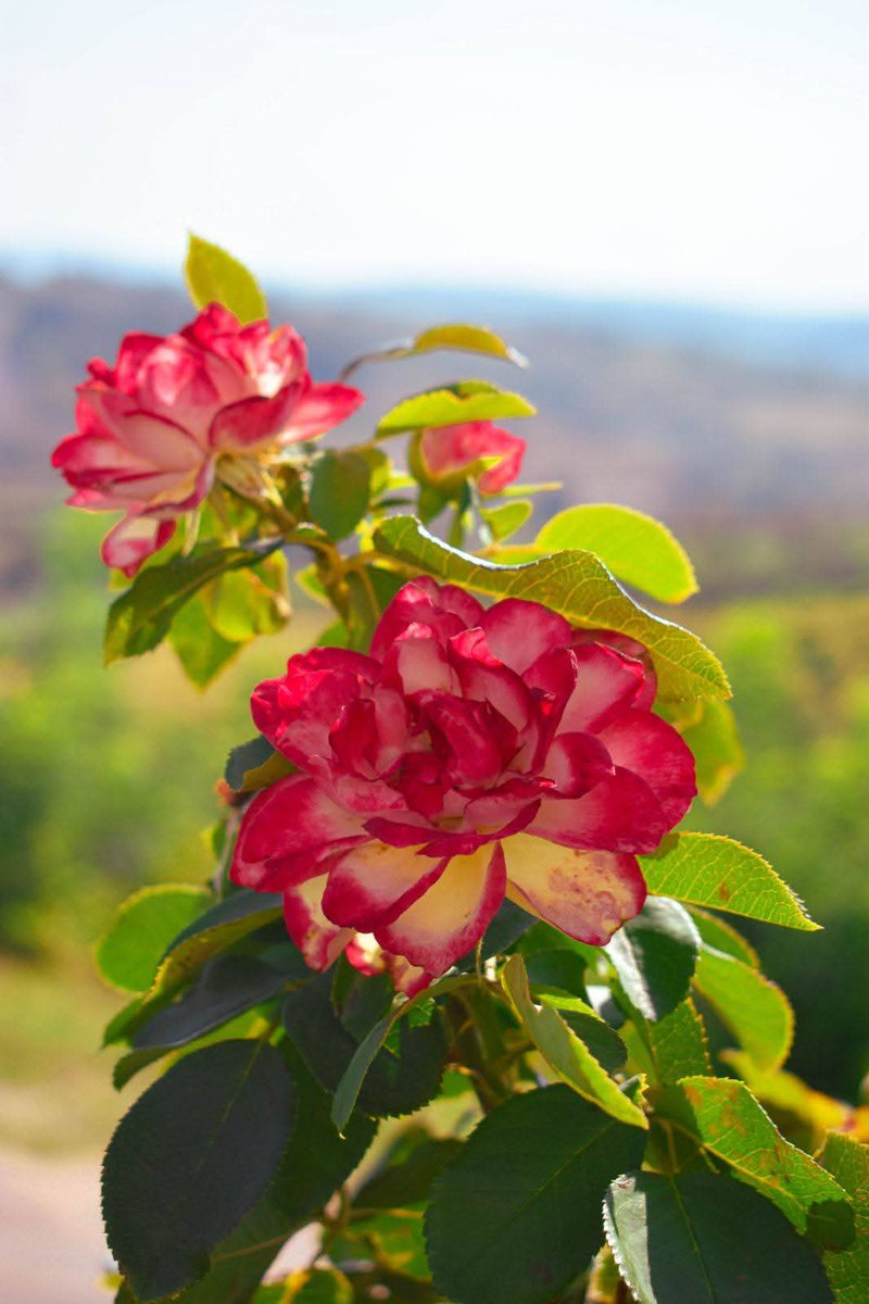 Levač ❤️❤️❤️
NEĆE KOPATI!