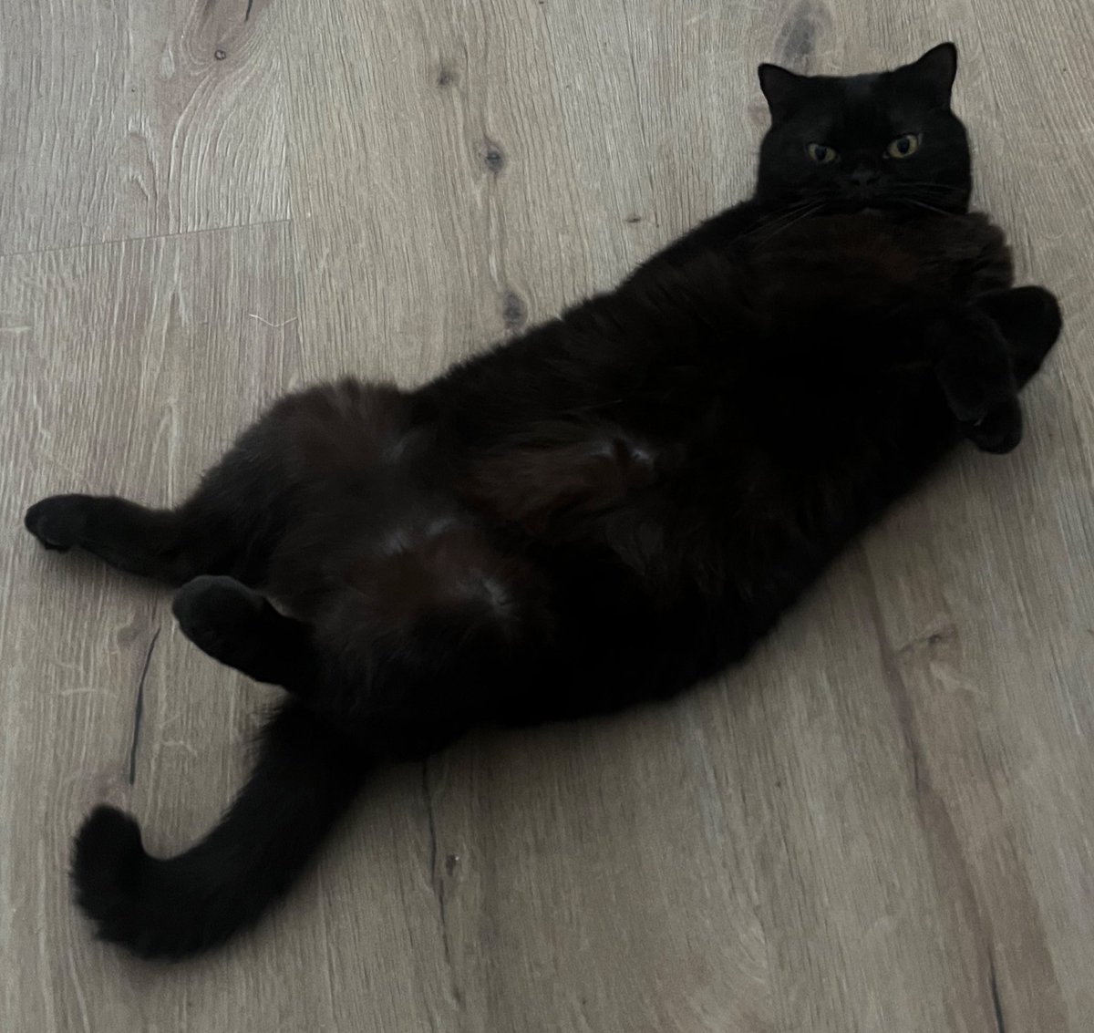 сказала ему что у него плешь на животе и он не пушистый а толстый