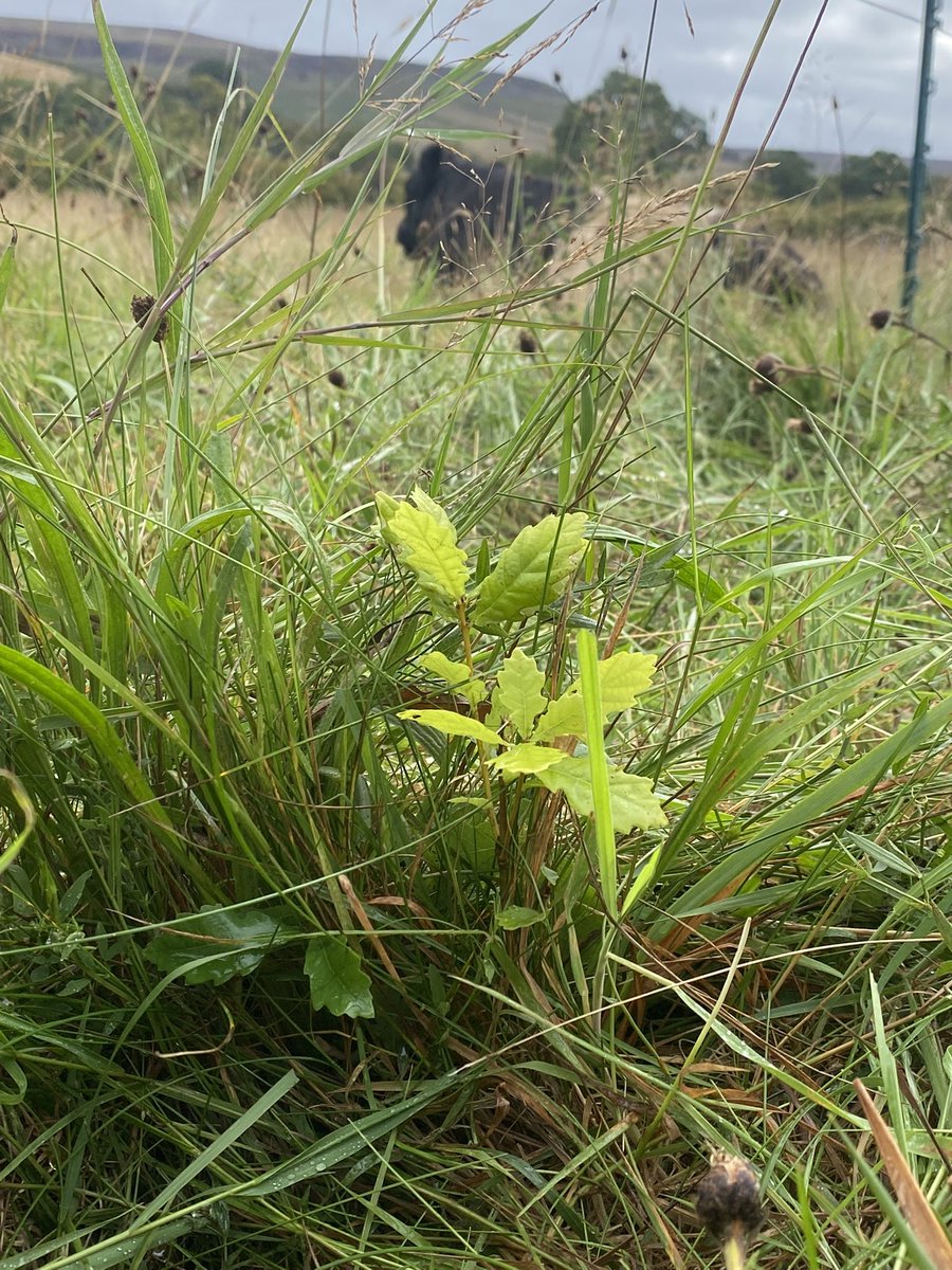 A baby oak.

Growing on the farm where the beef cattle have grazed.

Stewardship is everything.

Eat real red meat and animal fat; buy the best you can.