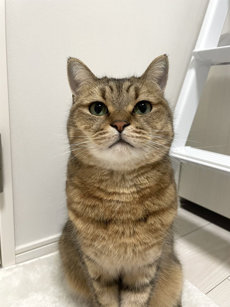 Me patiently waiting for the next cat runner