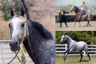 #Hipismo #InMemoriam El 20/08/2001 murió PAGARY 🇻🇪 Para muchos, el mejor hijo del inmortal SANTÓN (Mount Denali) en la pista: Campeón Maduro (2X) y Caballo del Año (2X) en
<a href="/OficialHinava/">HINAVA</a> Récord Horse en 2.000 Mts. (122⅖) 

#QEPD

Propiedad de <a href="/ESalazarHM22/">Enrique Salazar</a> @Hipismo_Mundial