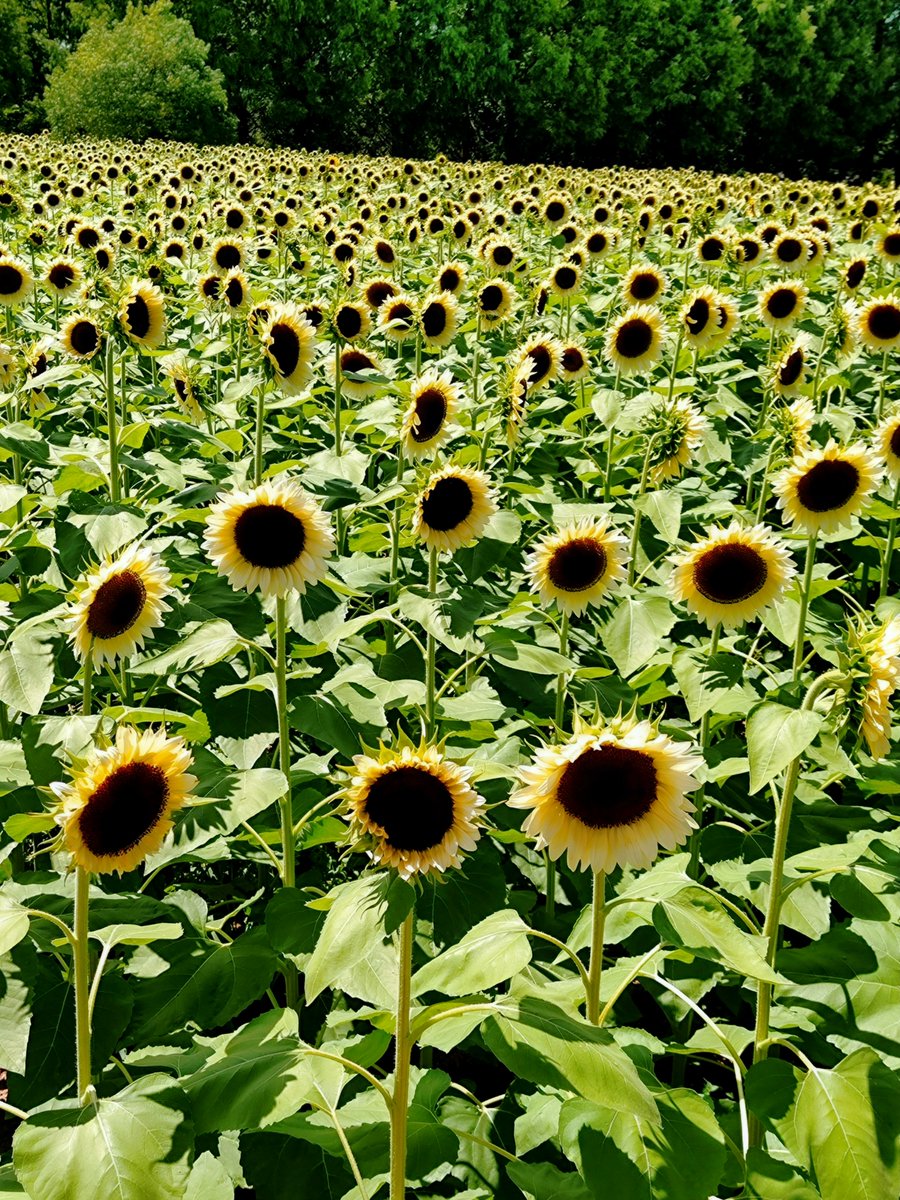 2025.7.27
白いひまわり畑に行ってきました
白い向日葵を見るのは初めてだったので、暑さも忘れて撮影に夢中になりました✨p📷ω･´)
#白いひまわり #ひまわり畑 
#TLを花でいっぱいにしよう