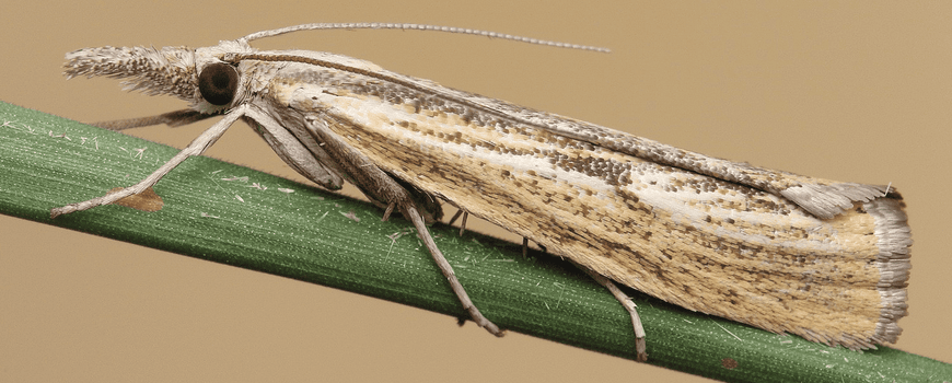 Herziening Nederlandse nachtvlindernamen: In de afgelopen jaren hebben alle in Nederland voorkomende nachtvlinders een Nederlandse naam gekregen. Sommige namen worden al meer dan honderd jaar gebruikt, zoals die van de huismoeder. De microvlinders hebben… dlvr.it/TMb2Mx