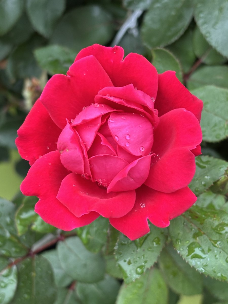 Enjoy a great #RoseWednesday