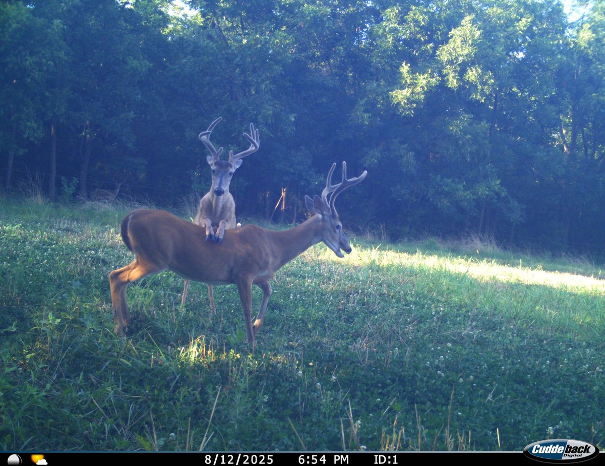 trailcam (@trail_cams) on Twitter photo 