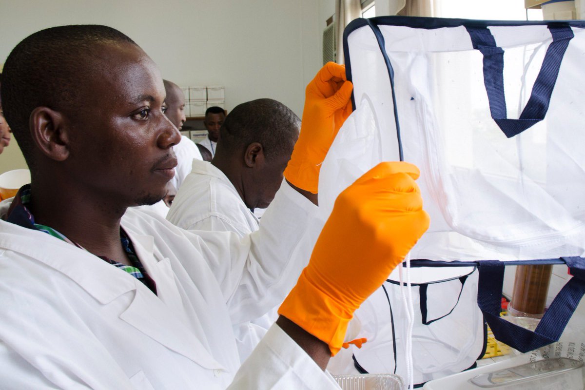 LSHTM_malaria's tweet image. Behind every breakthrough is a dedicated face in the lab
Meet the scientists & technicians at @LSHTM & @mrcunitgambia working to understand 🦟 & fight malaria, dengue, Zika, & more.
This #WorldMosquitoDay2025, let’s shine a light on their vital work.
👉bit.ly/45qtn6F