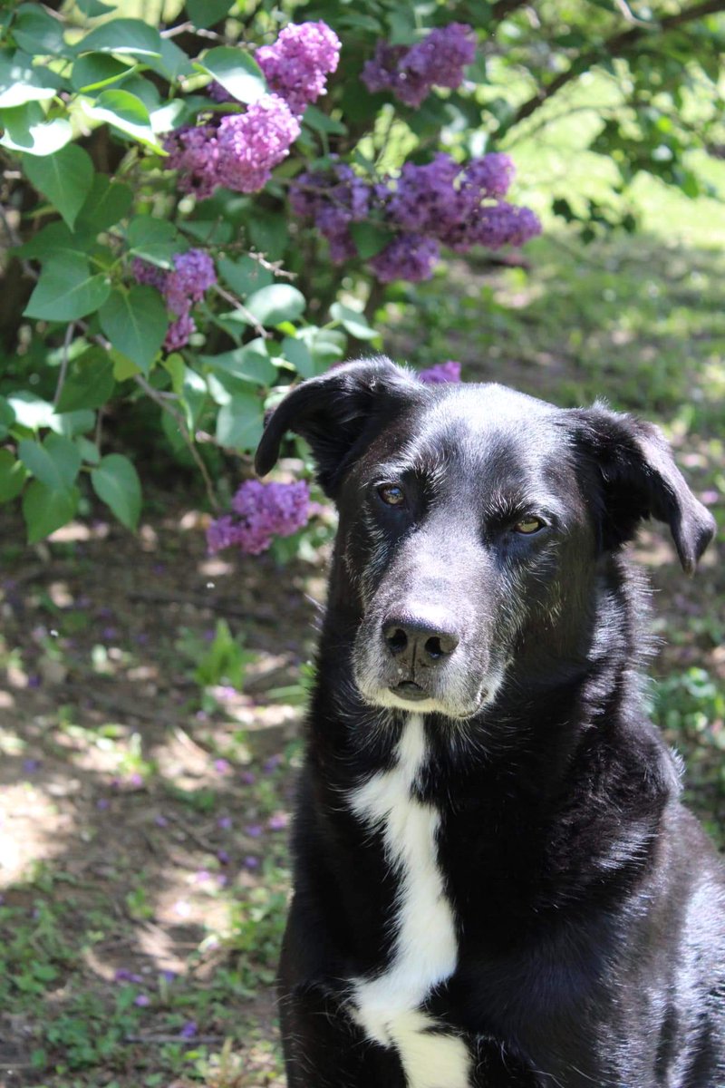 Northern Maille - Handmade Chainmail tweet media