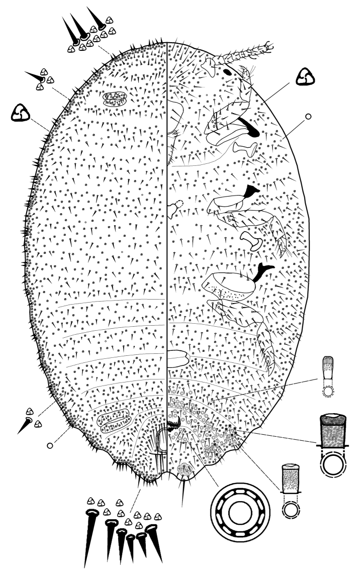 ZooKeys_Journal's tweet image. During a 2024 survey of mealybug species on Borneo Island, Indonesia, two undescribed species were identified. They are now described here as new to science: doi.org/10.3897/zookey…

#biodiversity #taxonomy #pests @cukurovaedutr @unibofficial