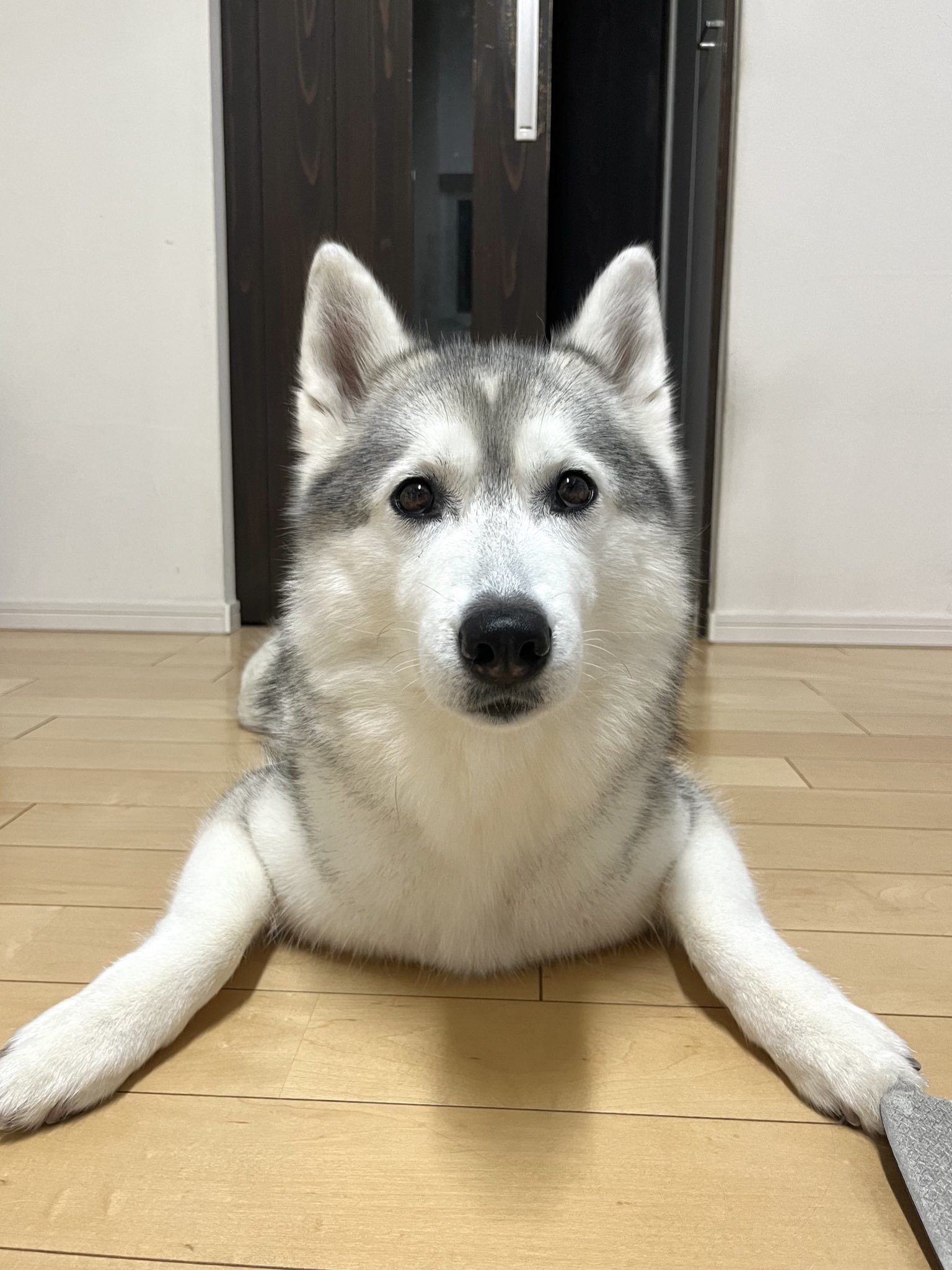 超激レア■_HUSKY VOICE_ハスキーボイス_九州パンク_ソノシート_新品 Amazon.co.jp: アイスキングベア 本物そっくり シベリアン