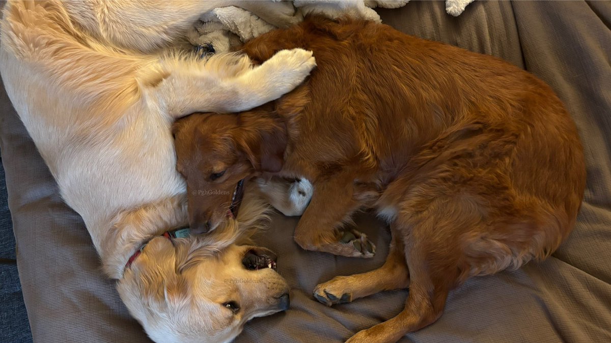 PghGoldens's tweet photo. This is a mashup of #WontLookWednesday and #BiteyFace. When is second breakfast?

#DogsOfTwitter #GoldenRetrievers #PghGoldens https://t.co/qBr4uzbbwH