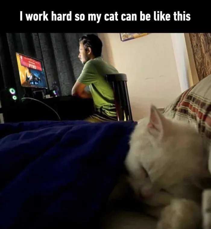 when you stop chasing money and start vibing instead

you start making more money all of a sudden

funny how it works bro idk how don't ask me it just does