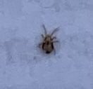 Tim Elmhirst ๐๐๏ธ๐โต๏ธ๐๏ธ๐๐ป๐ฒ (@1901gennelm) on Twitter photo Can anyone identify this little mite ?
Some say itโs Red Mite but I am not sure as it seems to be in the Hen House during daylight and ends up on you if you walk in Hen House during the day.
<a href="/Jes_Squirrell/">Jeremy Squirrell</a> Can anyone identify this little mite ?
Some say itโs Red Mite but I am not sure as it seems to be in the Hen House during daylight and ends up on you if you walk in Hen House during the day.
<a href="/Jes_Squirrell/">Jeremy Squirrell</a>