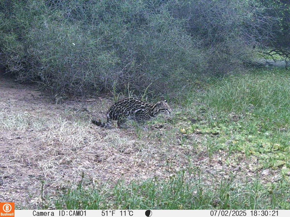 Yaguarete y su pariente menor, el gato onza o yaguatirica (Ocelote) en el chaco paraguayo. Imágenes de Adrian Dueck vía Chaco Wildlife Follow the Chaco Wildlife channel on WhatsApp: whatsapp.com/channel/0029Va…