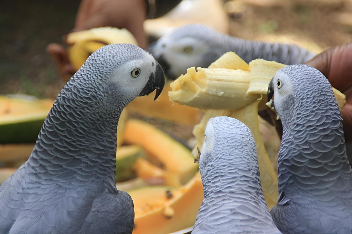 🦜 The African Grey Parrot reminds us that generosity lifts others and strengthens the whole community. That’s the spirit of the Goal Achievers Summit—leaders who give freely, build trust, and help others rise.

goalachieverssummit.com
#GoalAchieversSummit #Leadership #Generosity