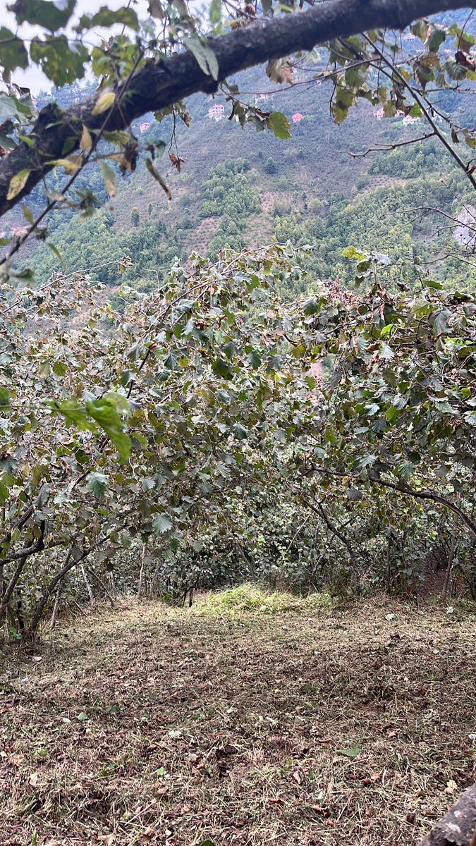 Fatma Güngör (@fatmagnngr) on Twitter photo 