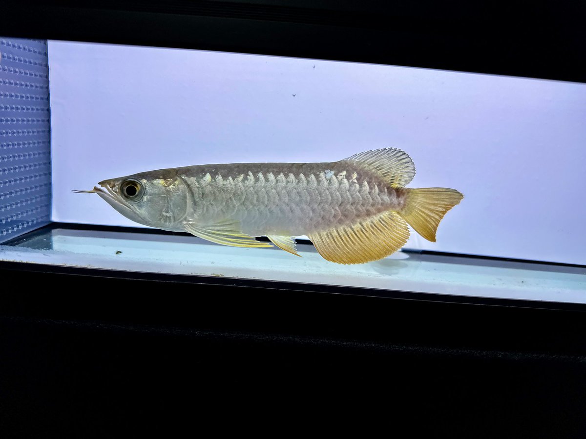 AROWANIA-アロワナグラフィック Yahoo!オークション - アロワナ・グラフィック・アロワニア(VOL