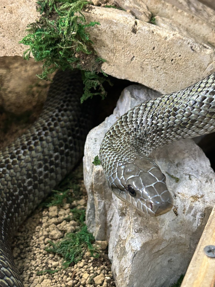 こんばんは🐍♡

青ちゃん💕
今日はよく動いてるね〜👍

蛇は勿論好きなんだけどレイアウト用品の石とかも良い…水をかけるとまた違った色になるから…🪨✨😊

#アオダイショウ
