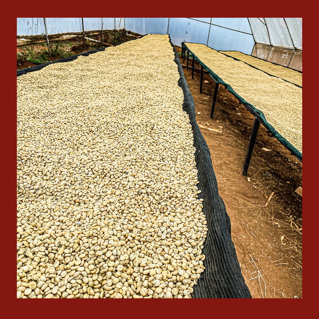 We have a NEW coffee for you and this one is full of the flavours of summer with cherry and wild berries in the cup!

Get it here:
carvetiicoffee.co.uk/products/karin…

#coffee #kenyancoffee #kenyacoffee #lovecoffee #coffeeaddict #coffeegram #coffeebreak #coffeelover #coffeetime #coffeebeans