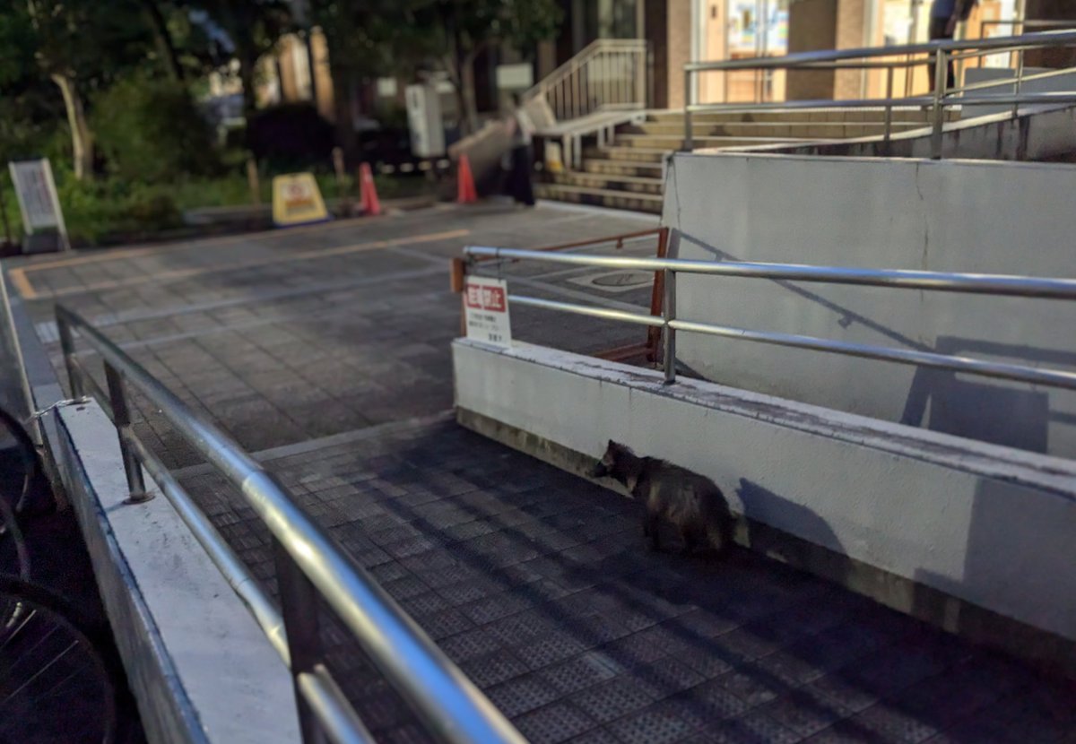 大学にタヌキおった
