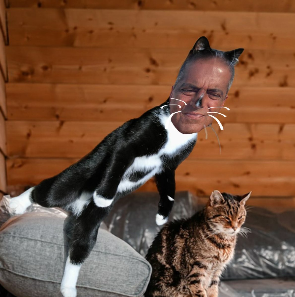 happytreezus's tweet photo. @DinoFerino666 Do you guys like cats? 

I have two https://t.co/cdxUkIFNrq