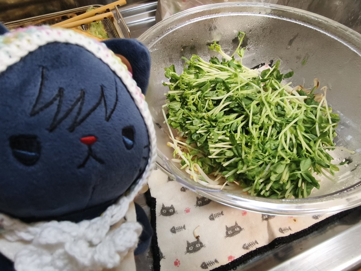 もやしと、とうみょう ちんして、さばかん（みそ）と、まよねーずであじつけるとおいしいです
ままさんは、うっかりやさんなので、とうみょうの そんざい をわすれていました。